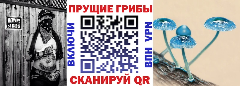 Галлюциногенные грибы Psilocybe  Светогорск 